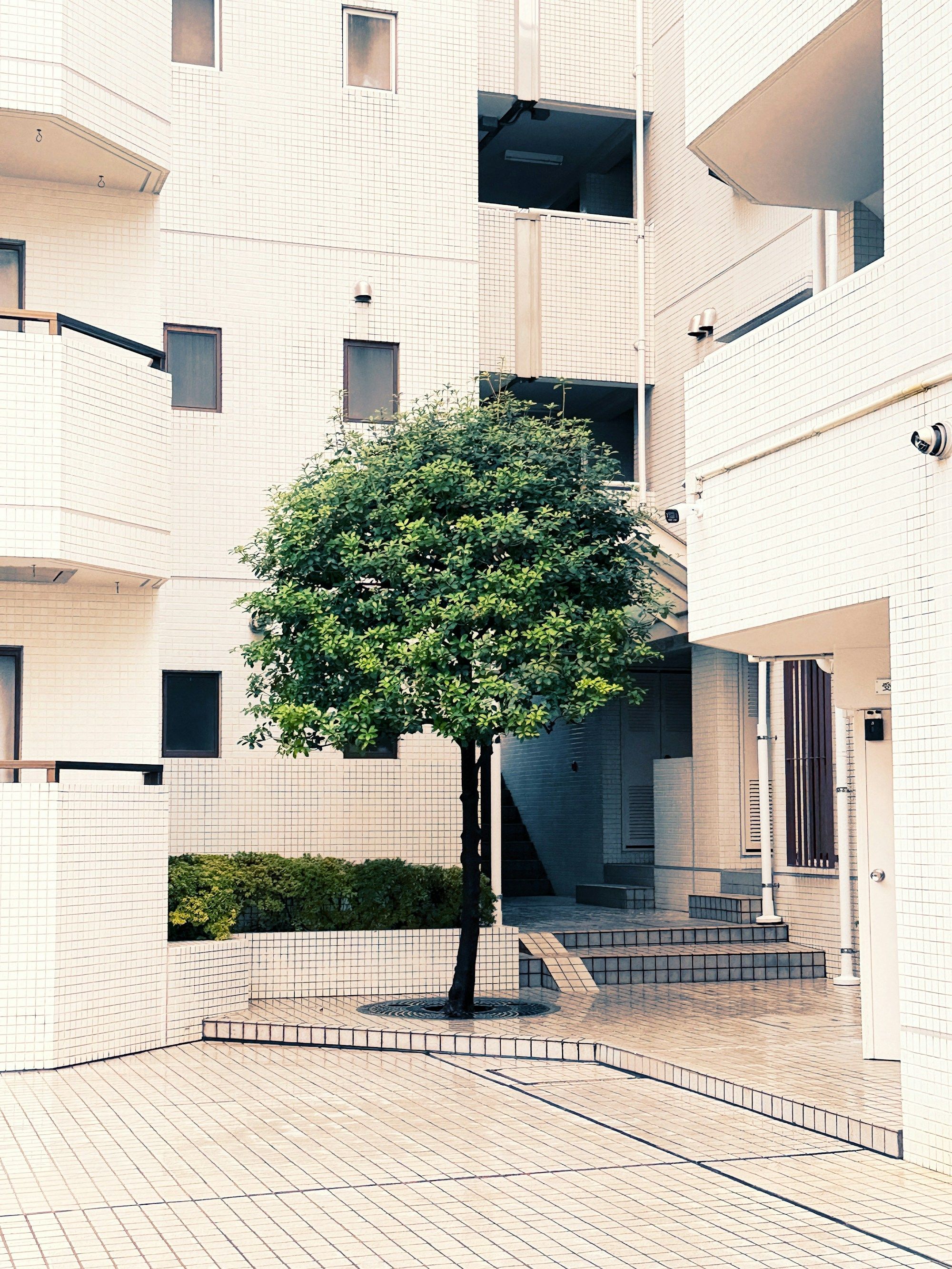 Arbre isolé dans une cour intérieure, entre des façades claires